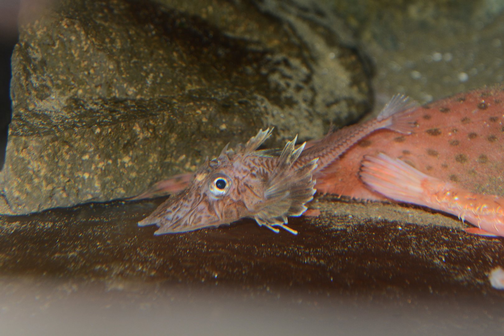 Japanese dwarf armoured gurnard (Scalicus amiscus)