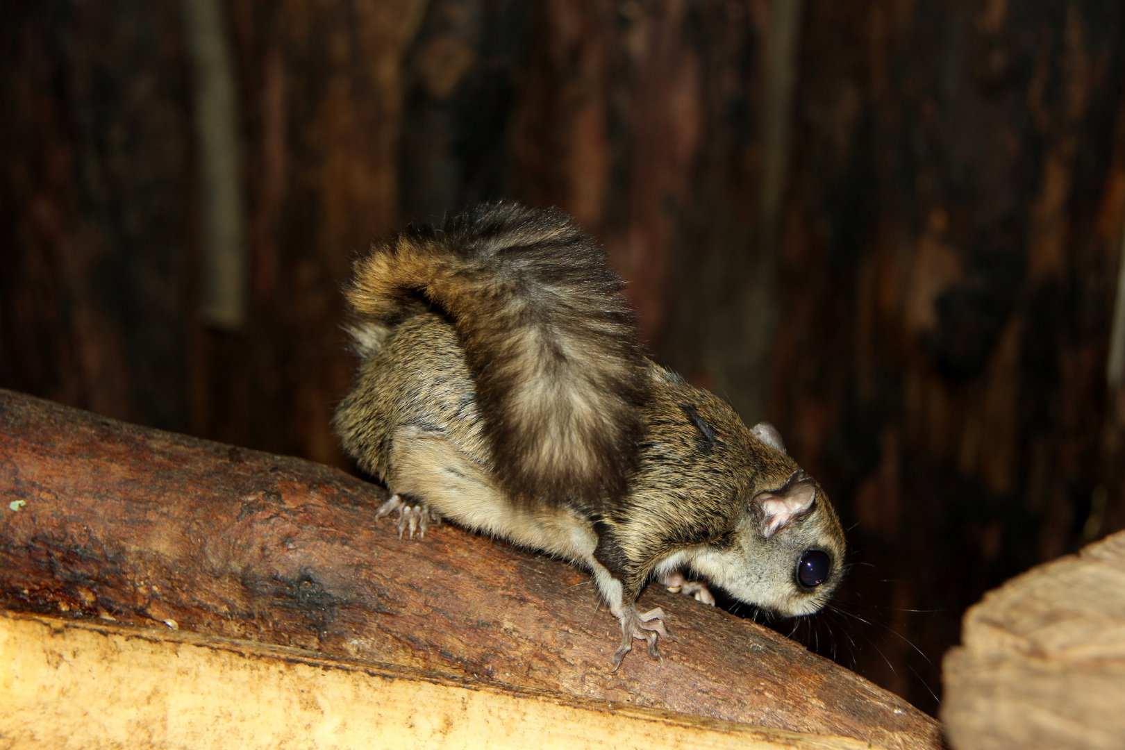 Japanese dwarf flying squirrel (Pteromys momonga)