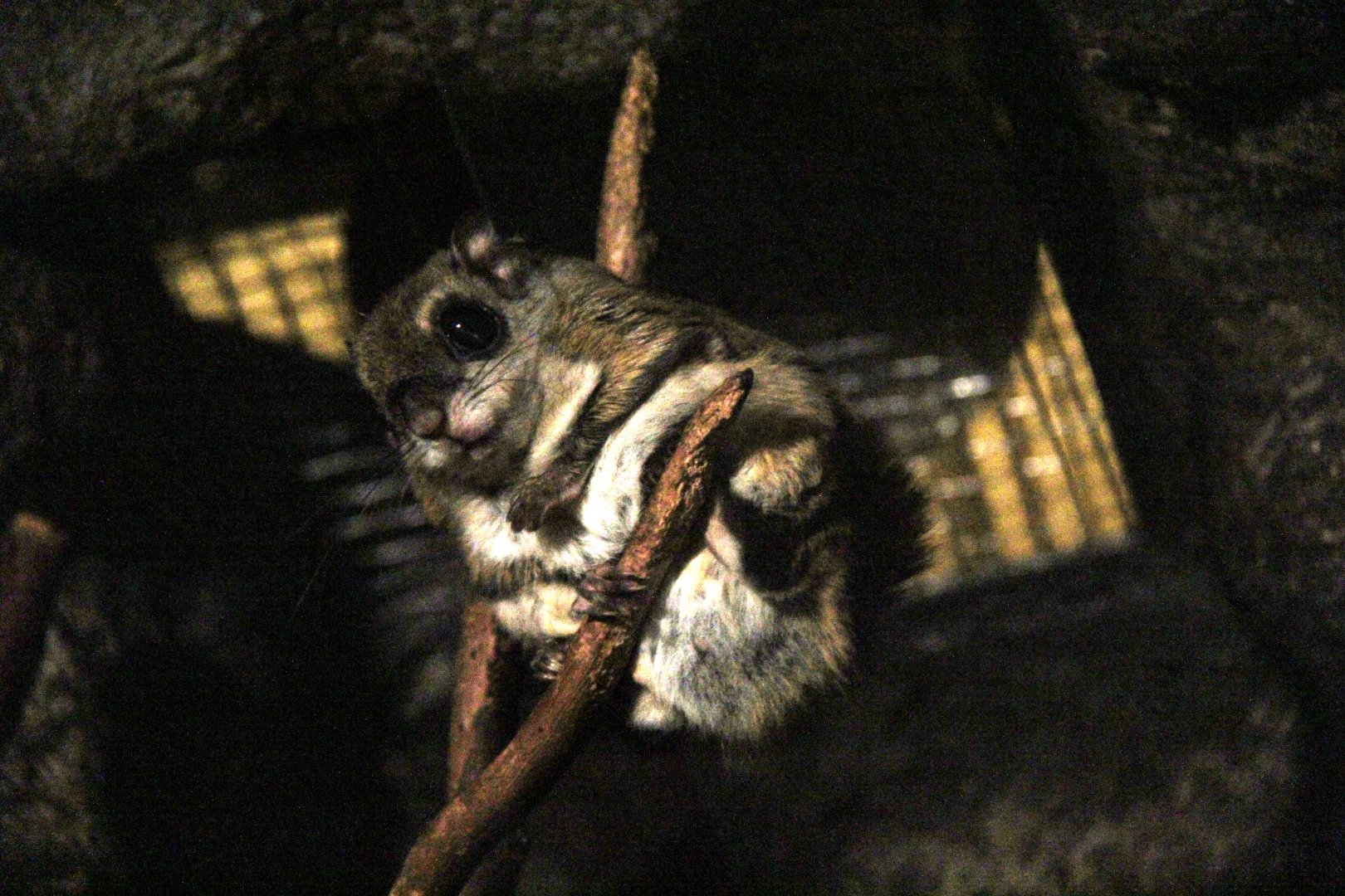 Japanese dwarf flying squirrel (Pteromys momonga)