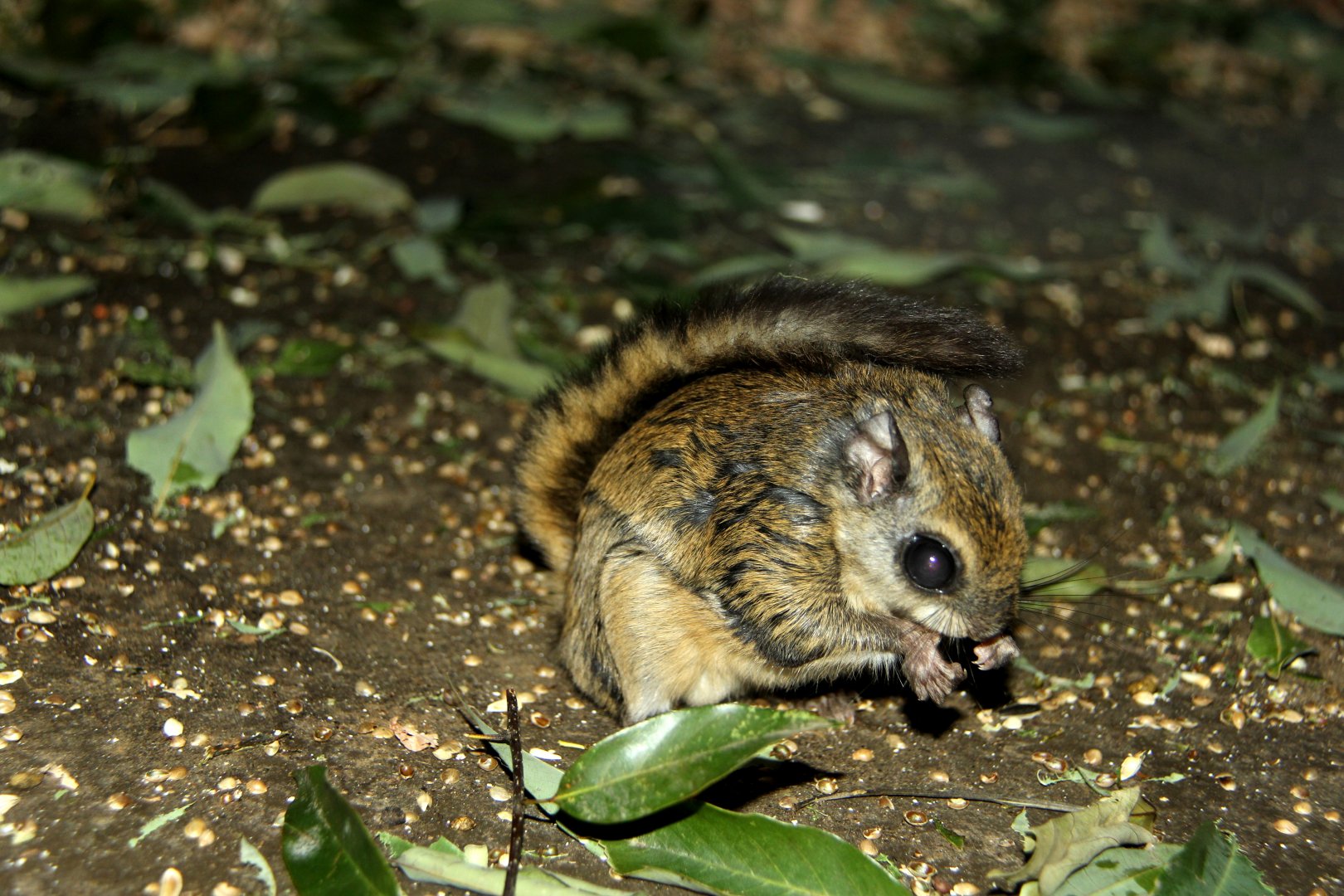 Japanese dwarf flying squirrel (Pteromys momonga)