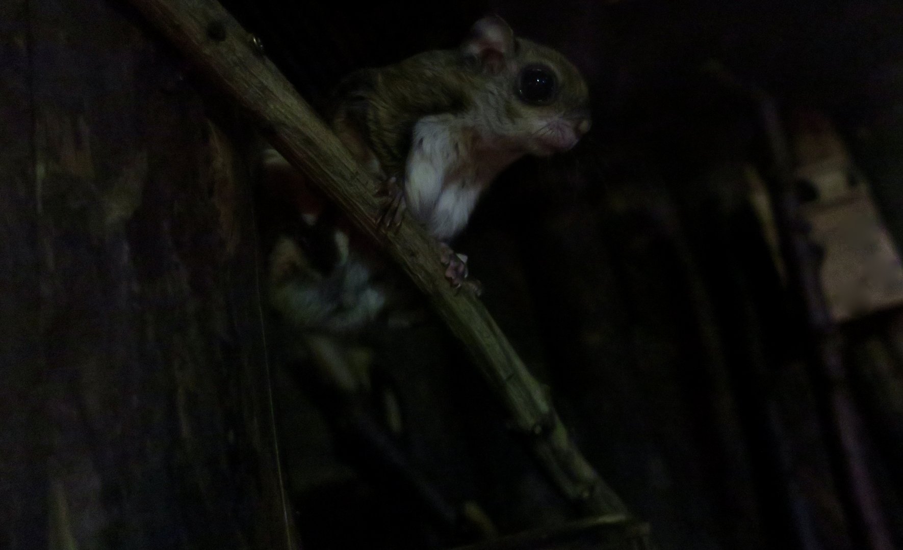 Japanese Dwarf Flying Squirrel (Pteromys momonga)