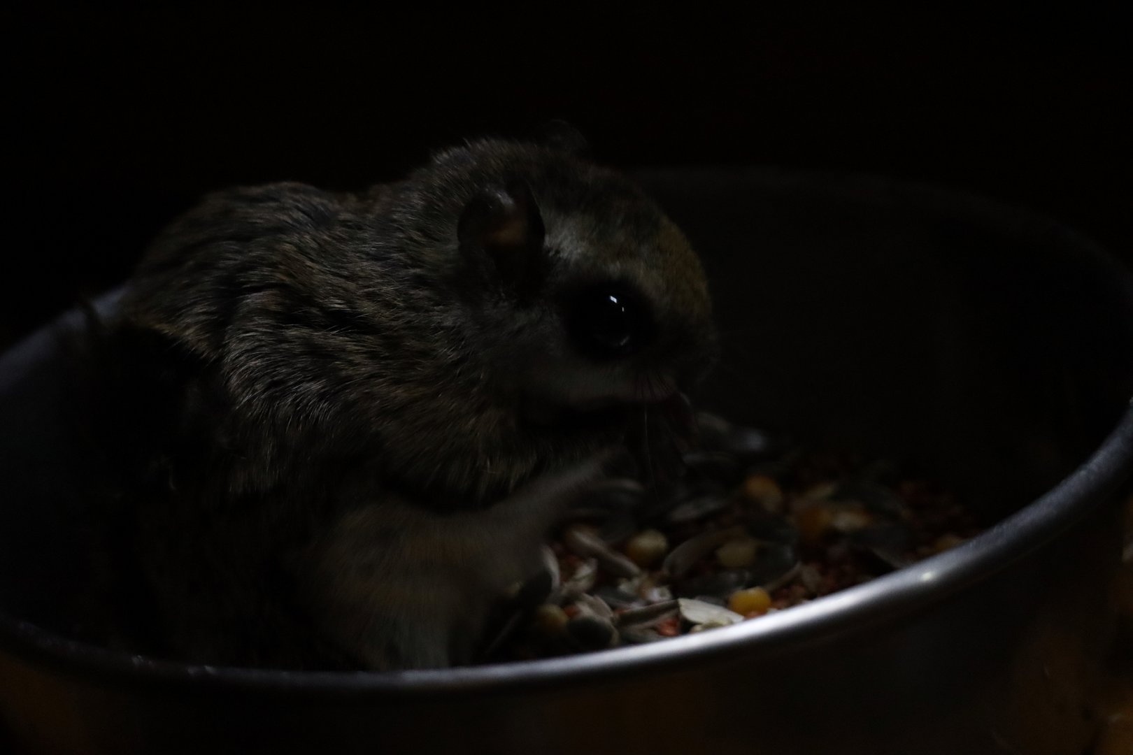 Japanese dwarf flying squirrel (Pteromys momonga)
