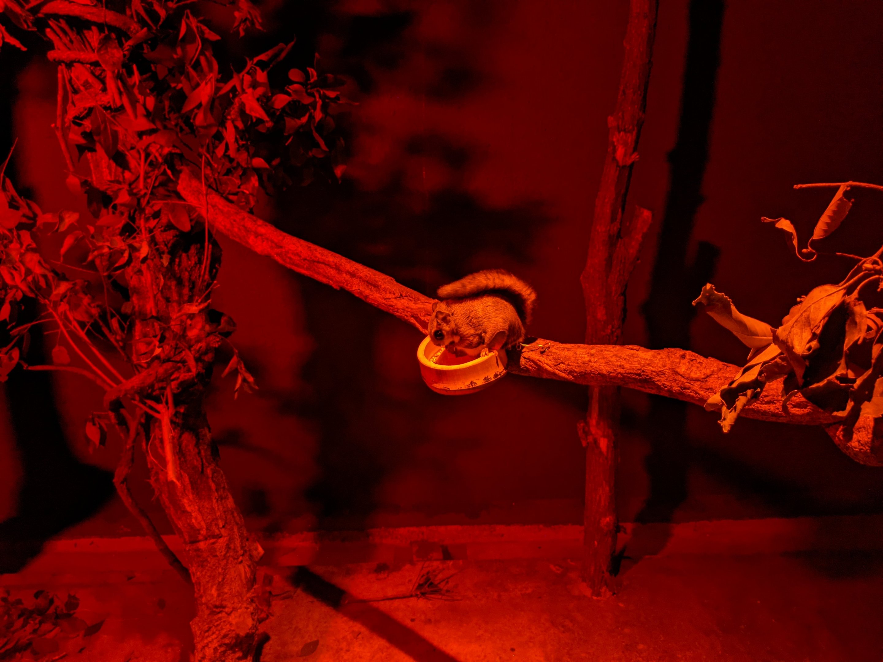 Japanese Dwarf Flying Squirrel (Pteromys momonga)