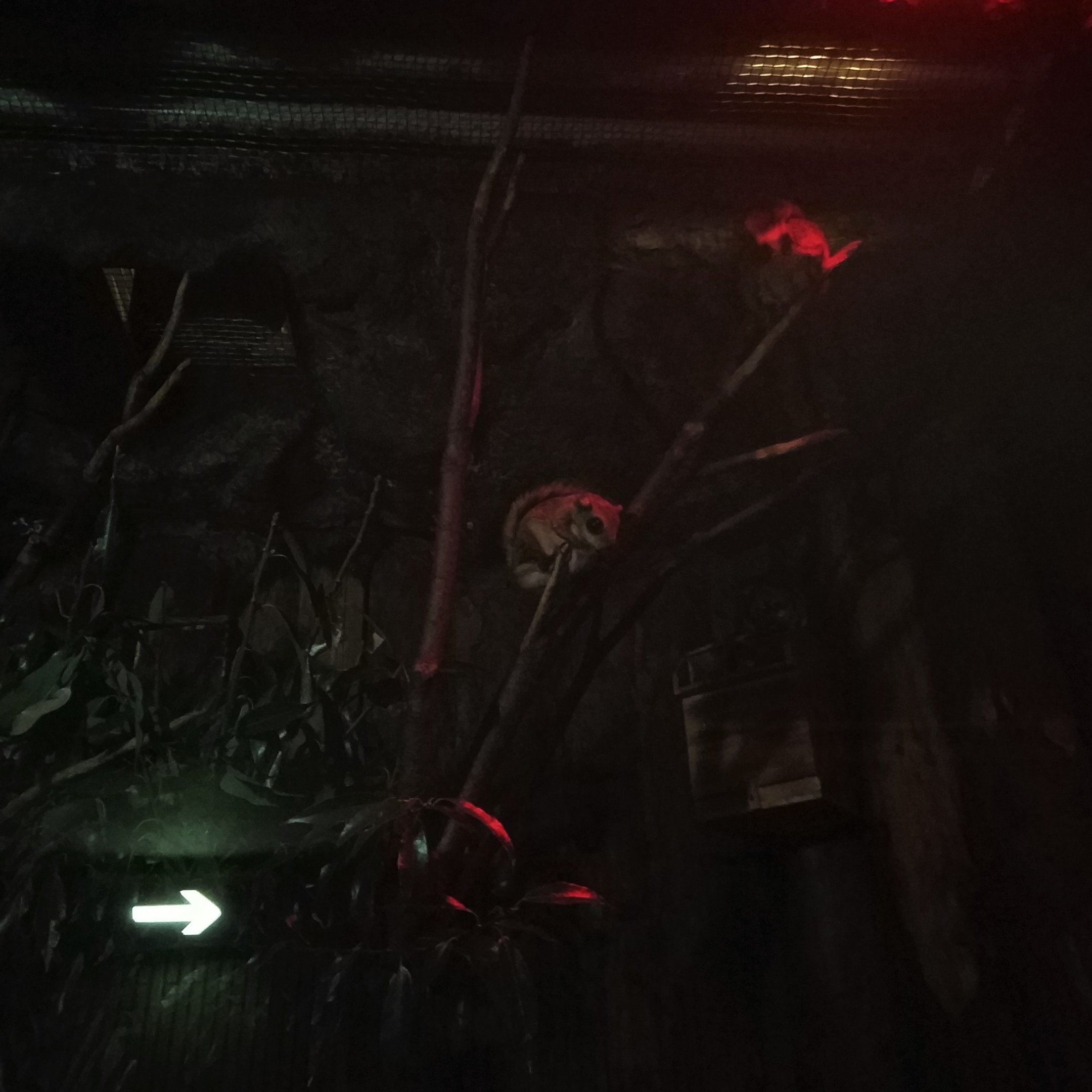 Japanese Dwarf Flying Squirrel