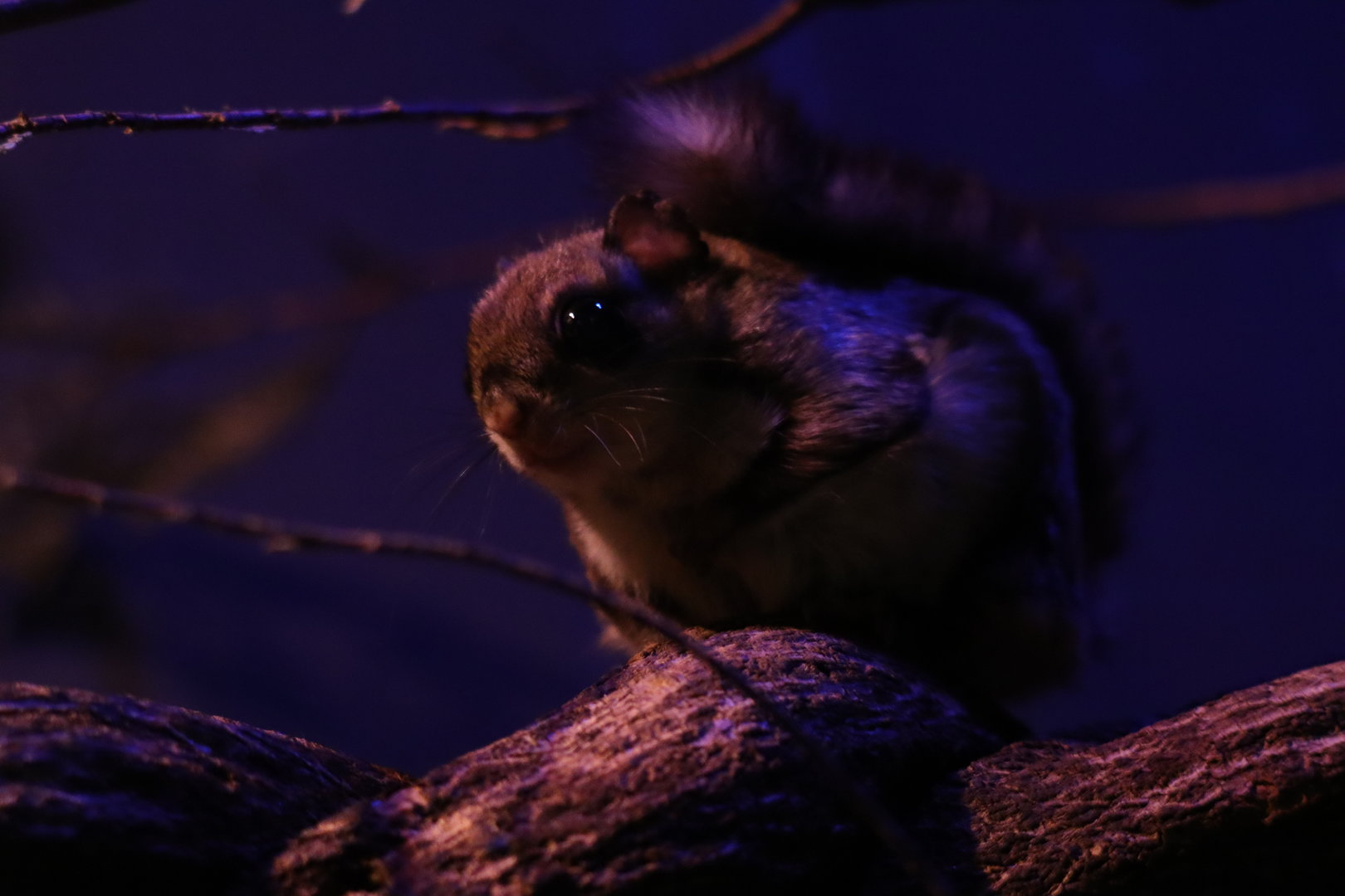 Japanese dwarf flying squirrel