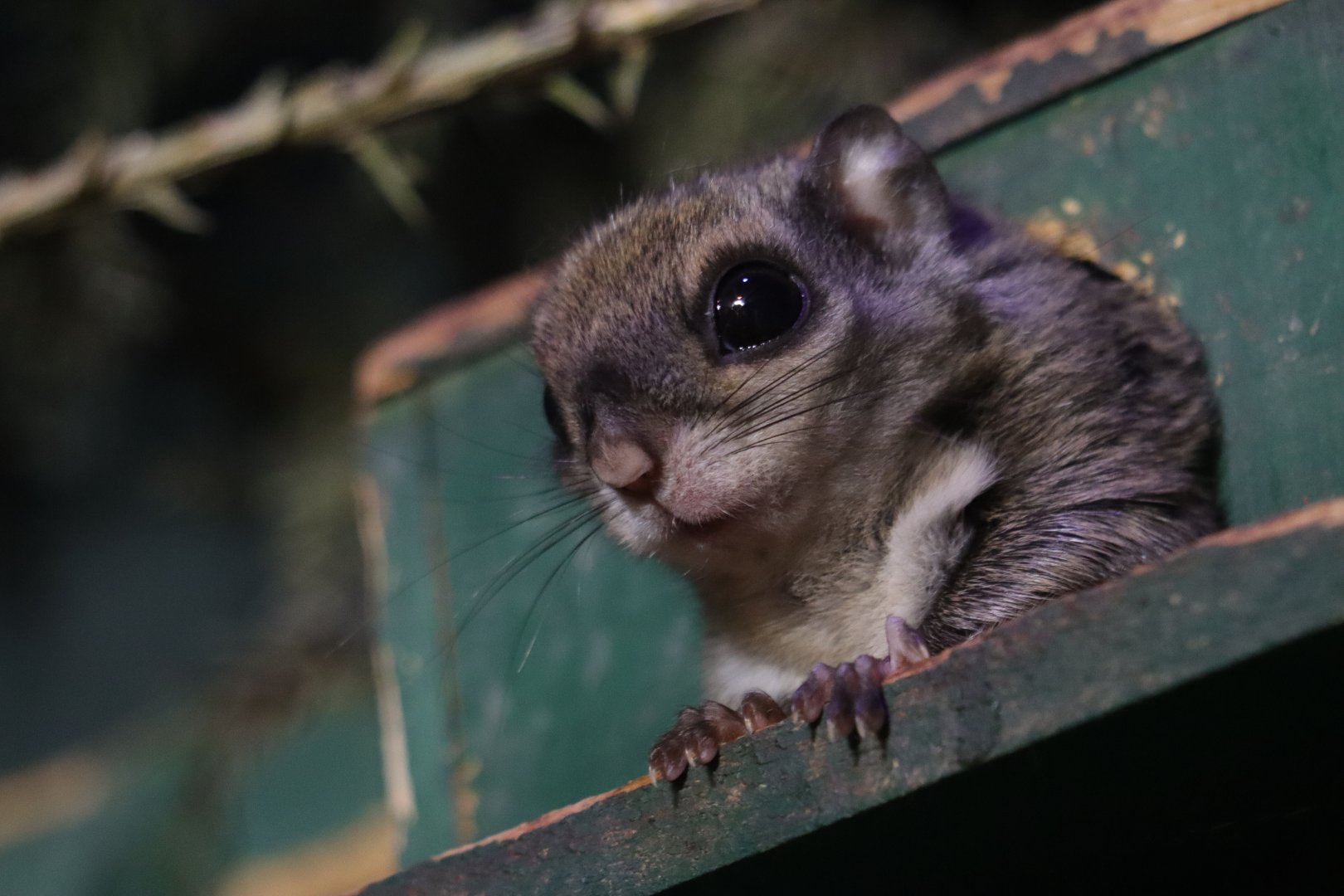 Japanese dwarf flying squirrel