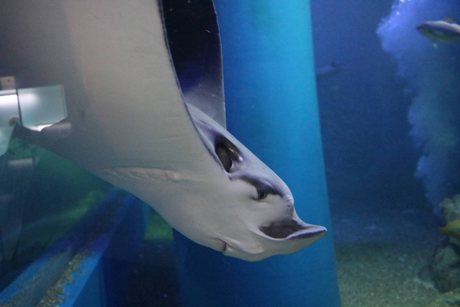 Japanese eagle ray - EPSON Aqua Park, February 2016