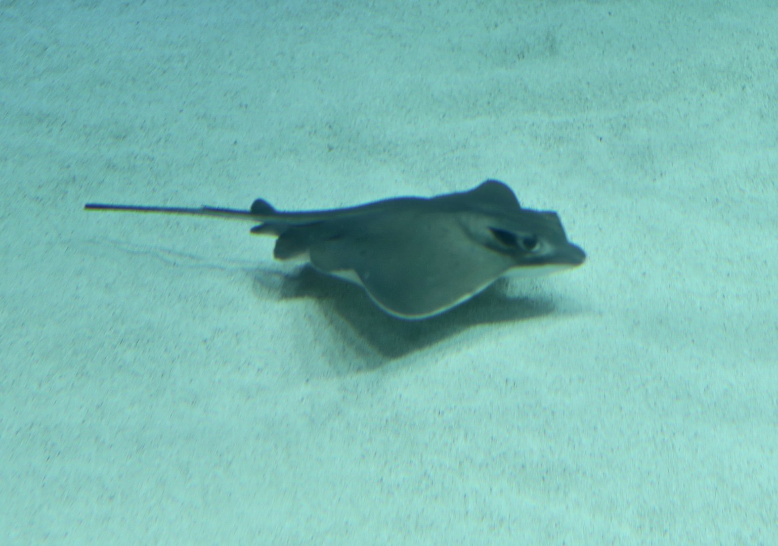 Japanese Eagle Ray (Myliobatis tobijei)