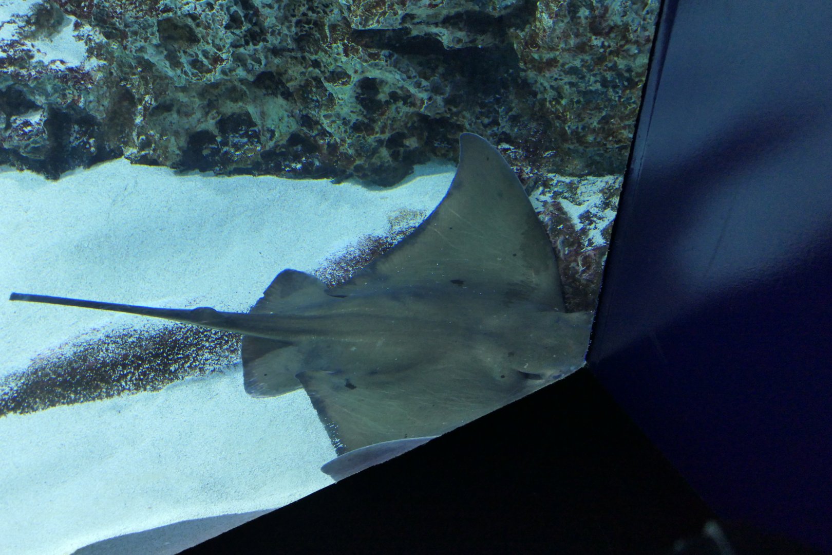 Japanese Eagle Ray (Myliobatis tobijei)