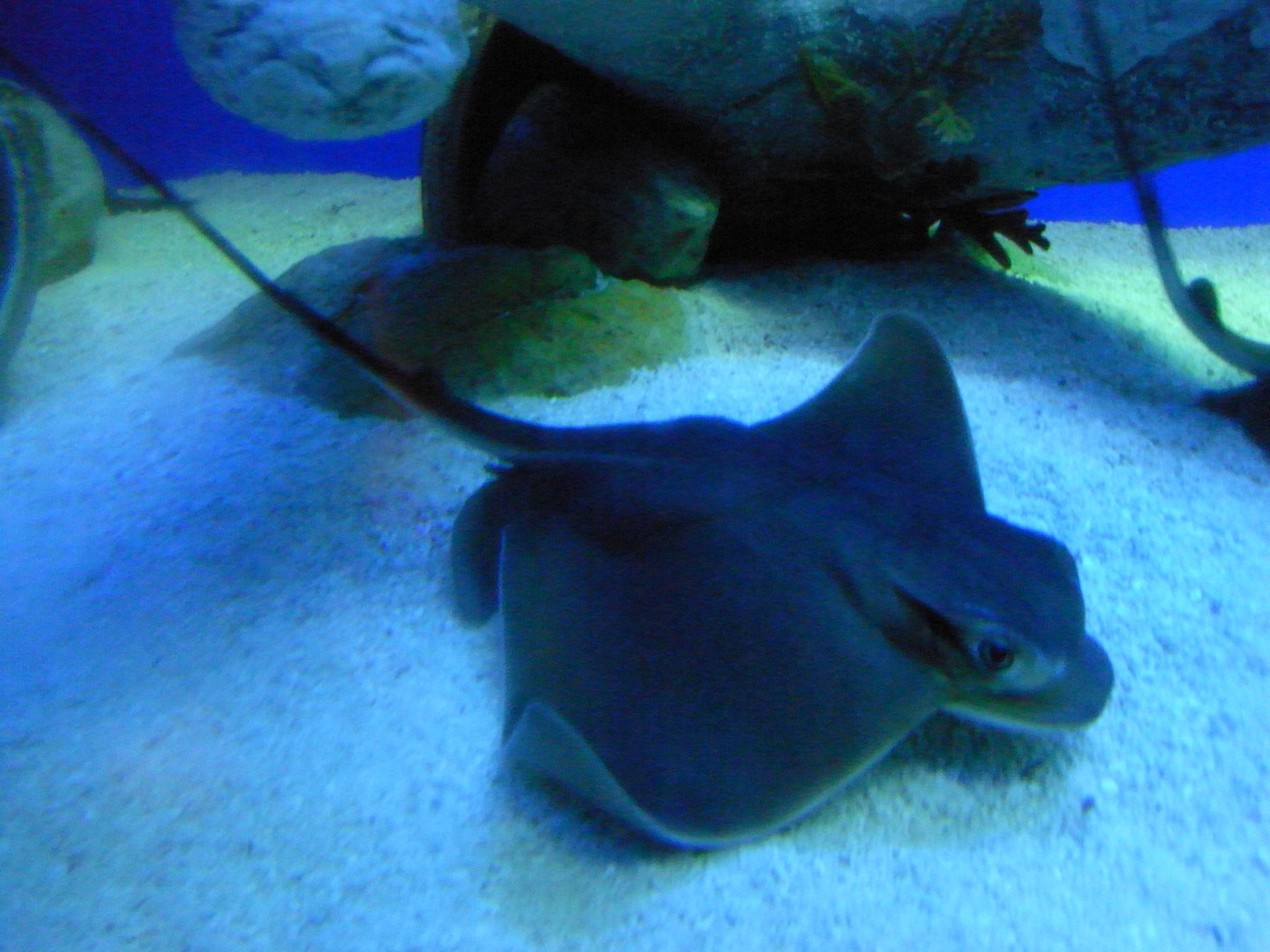Japanese Eagle Ray