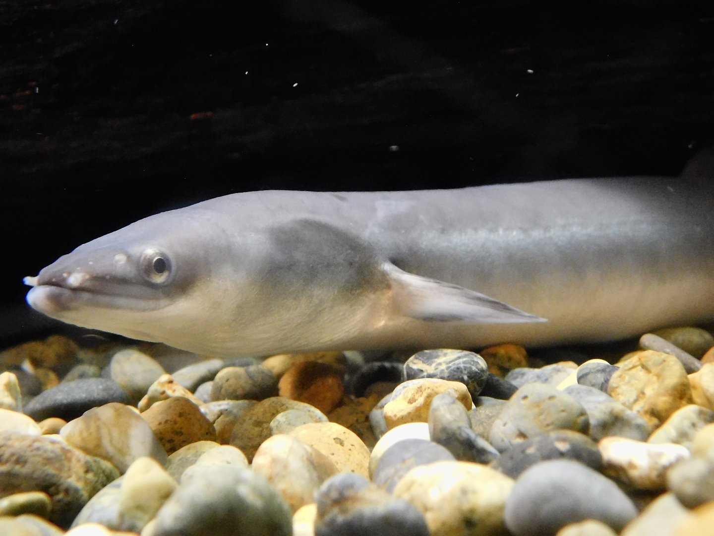 Japanese Eel (Anguilla japonica) September 20, 2025