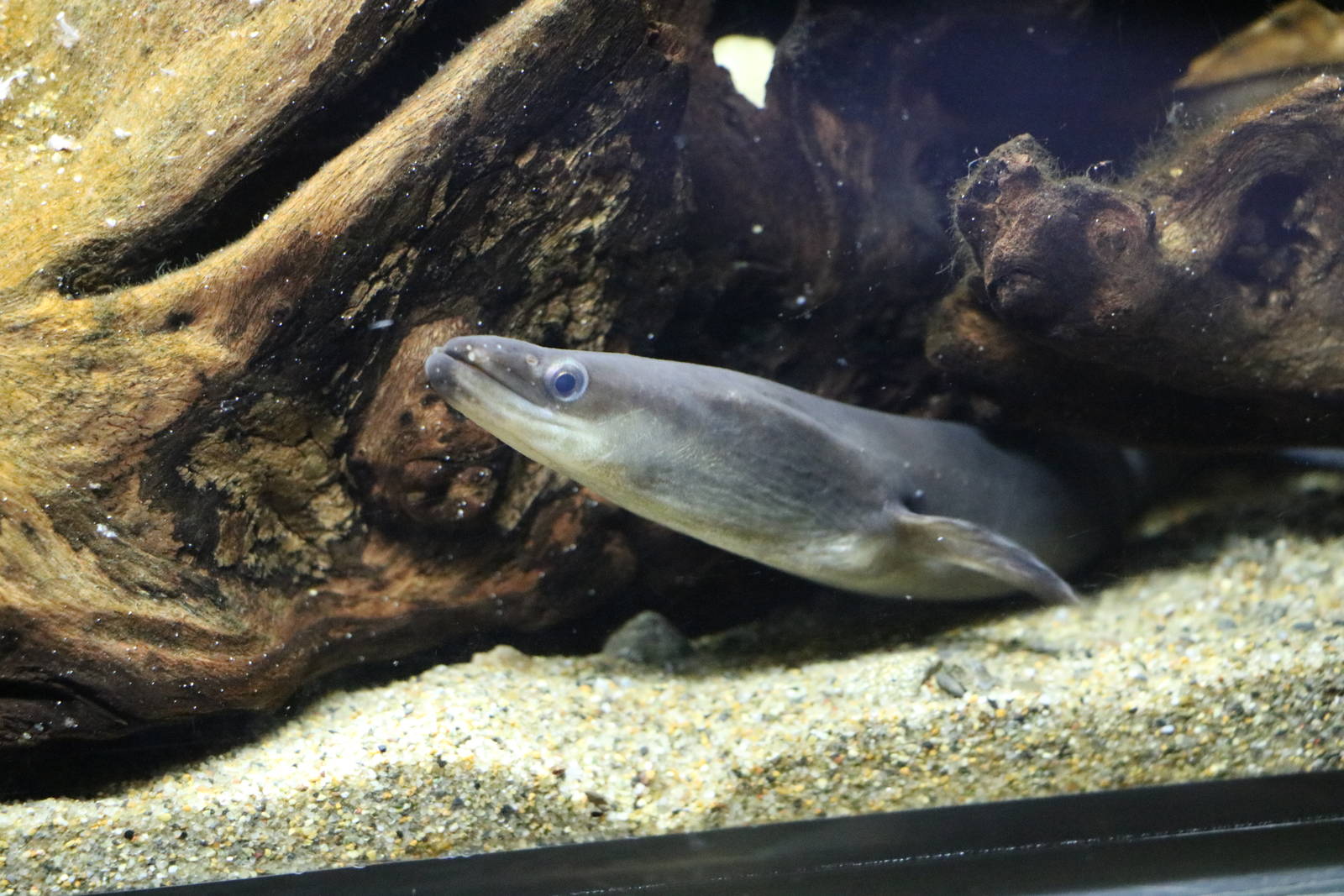 Japanese eel - Sumida Aquarium, February 2016