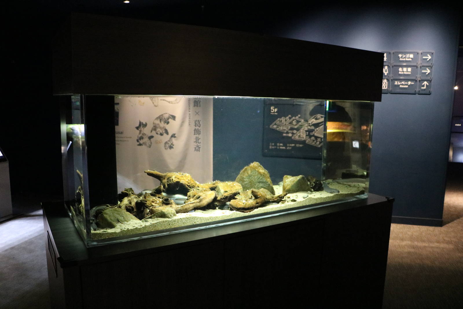 Japanese eel tank - Sumida Aquarium, February 2016