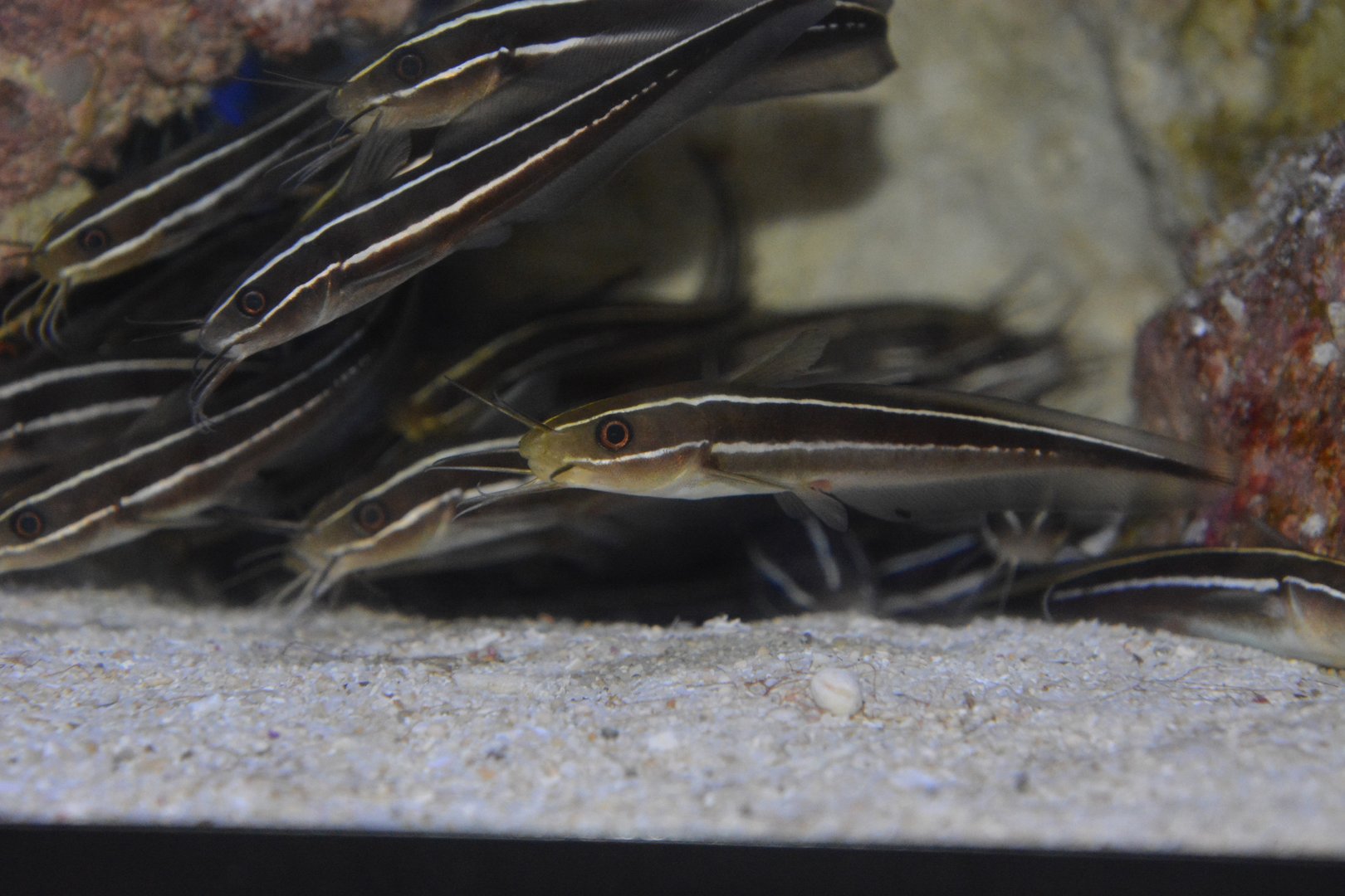 Japanese eeltail catfish (Plotosus japonicus)