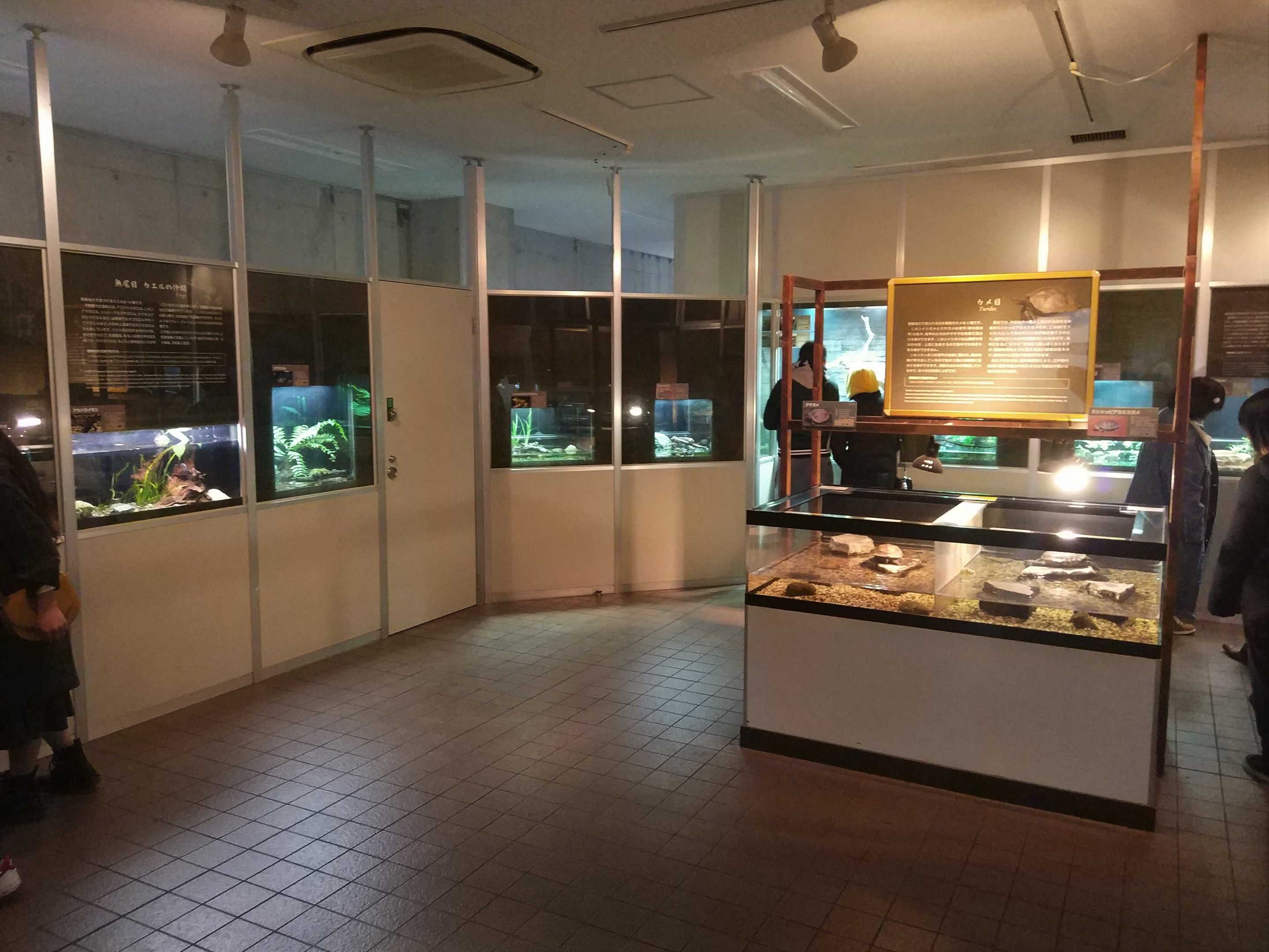 Japanese Endemic Herps Room