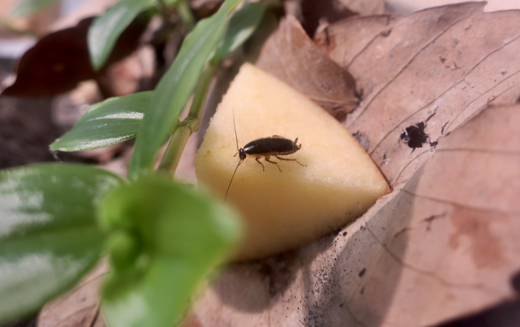 Japanese Field Roach (Blattella nipponica)