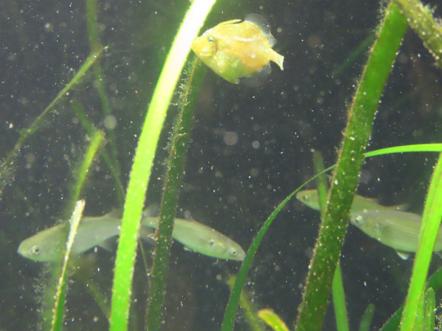 Japanese filefish (Rudarius ercodes)