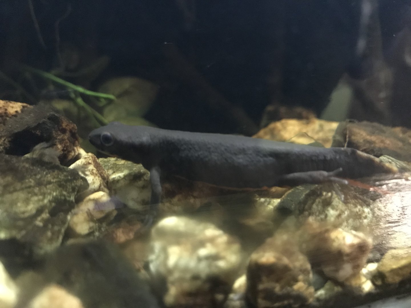 Japanese fire-bellied newt 081018