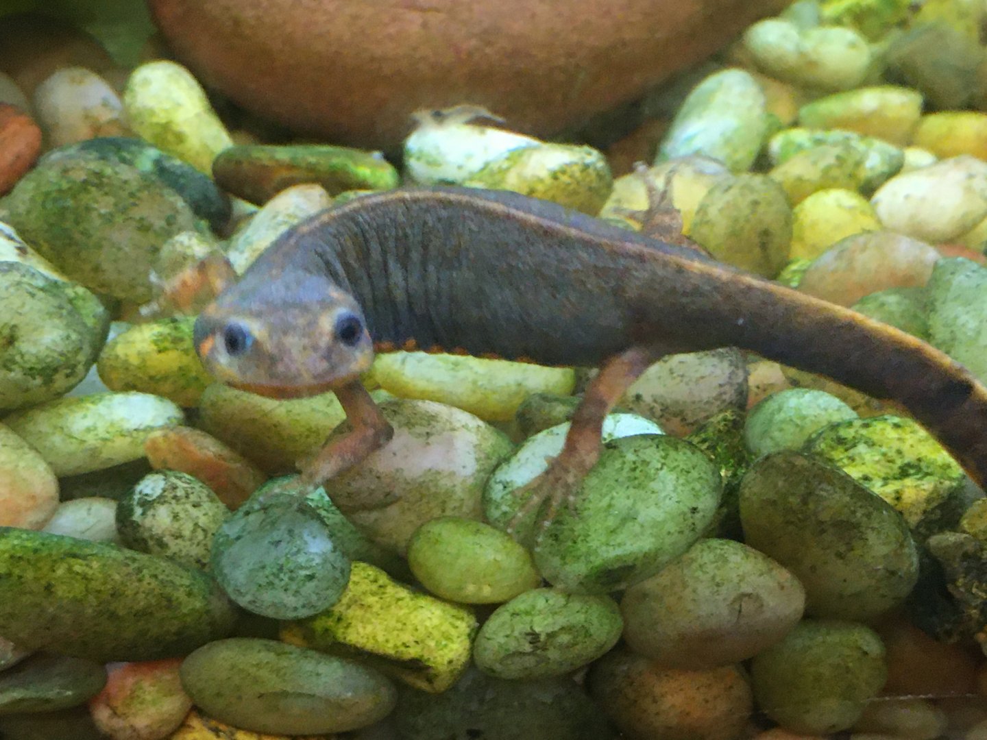 Japanese Fire-Bellied Newt (Cynops pyrrhogaster)