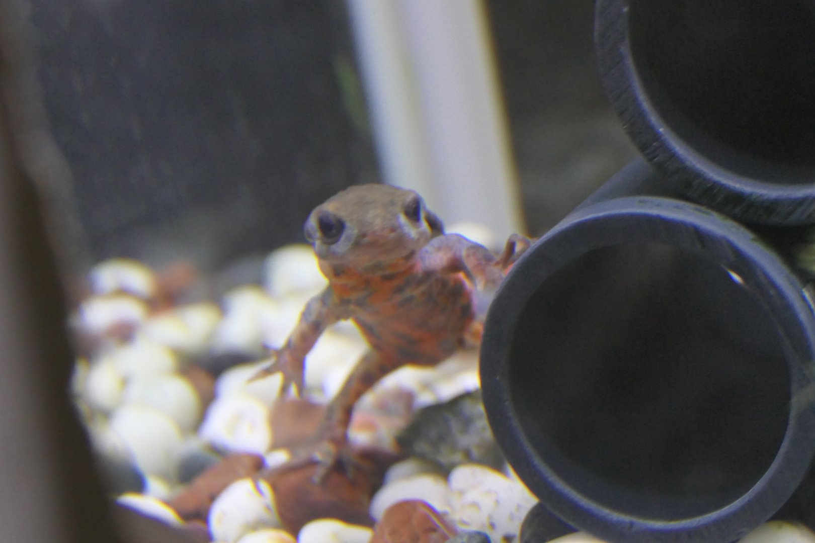 Japanese Fire-bellied Newt (Cynops pyrrhogaster)