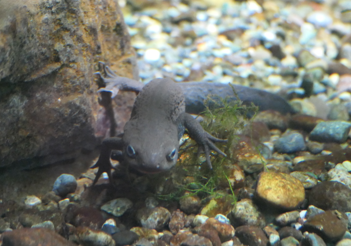 Japanese Fire-bellied Newt (Cynops pyrrhogaster)