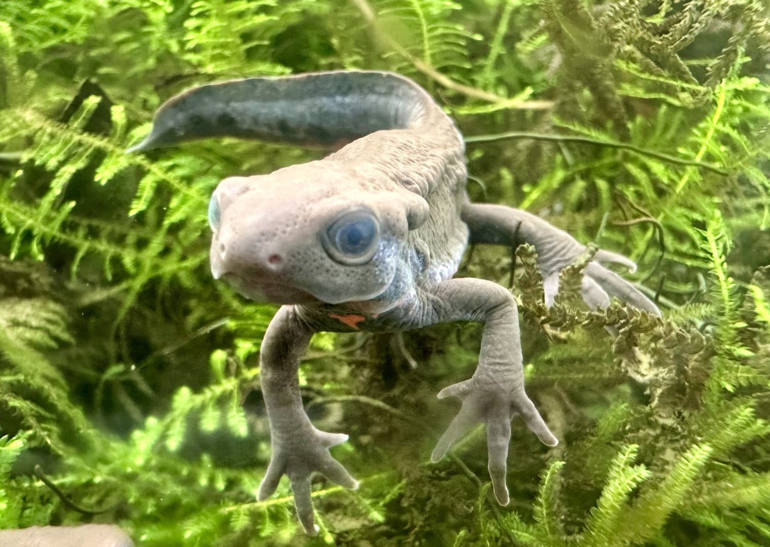 Japanese fire-bellied newt (Cynops pyrrhogaster)