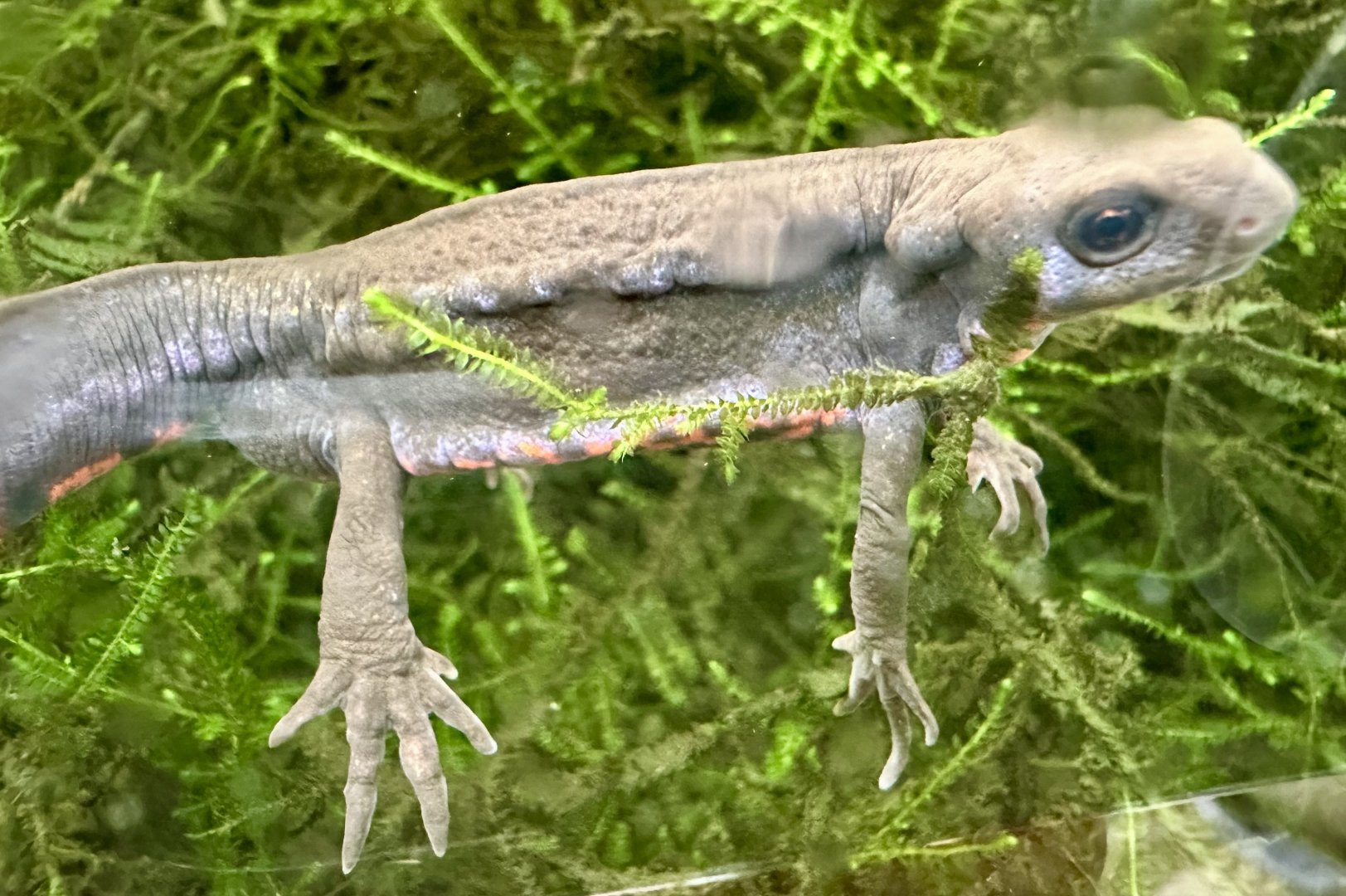 Japanese fire-bellied newt (Cynops pyrrhogaster)