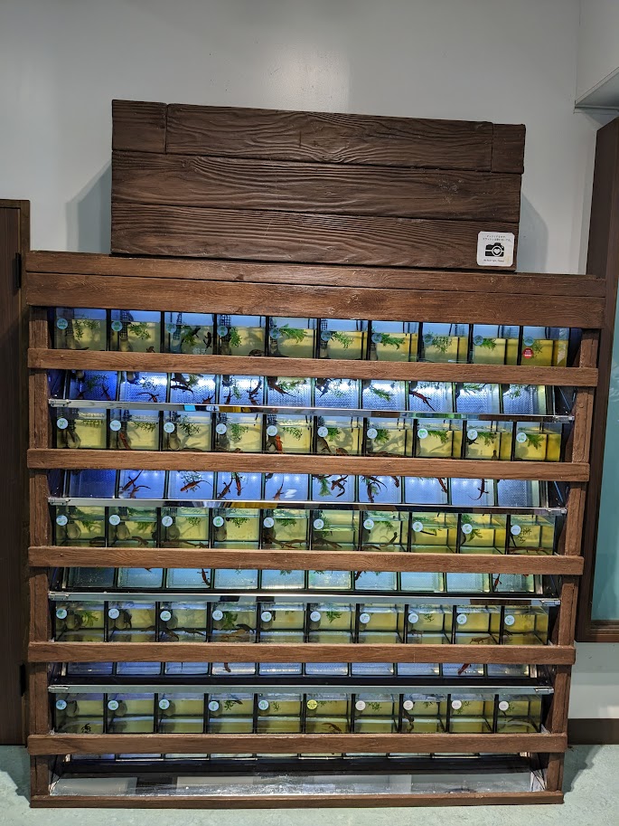 Japanese fire-bellied newt exhibit by region