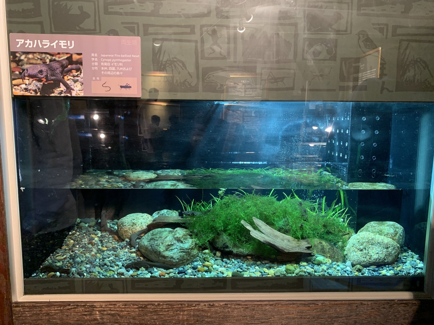 Japanese Fire-bellied Newt Exhibit
