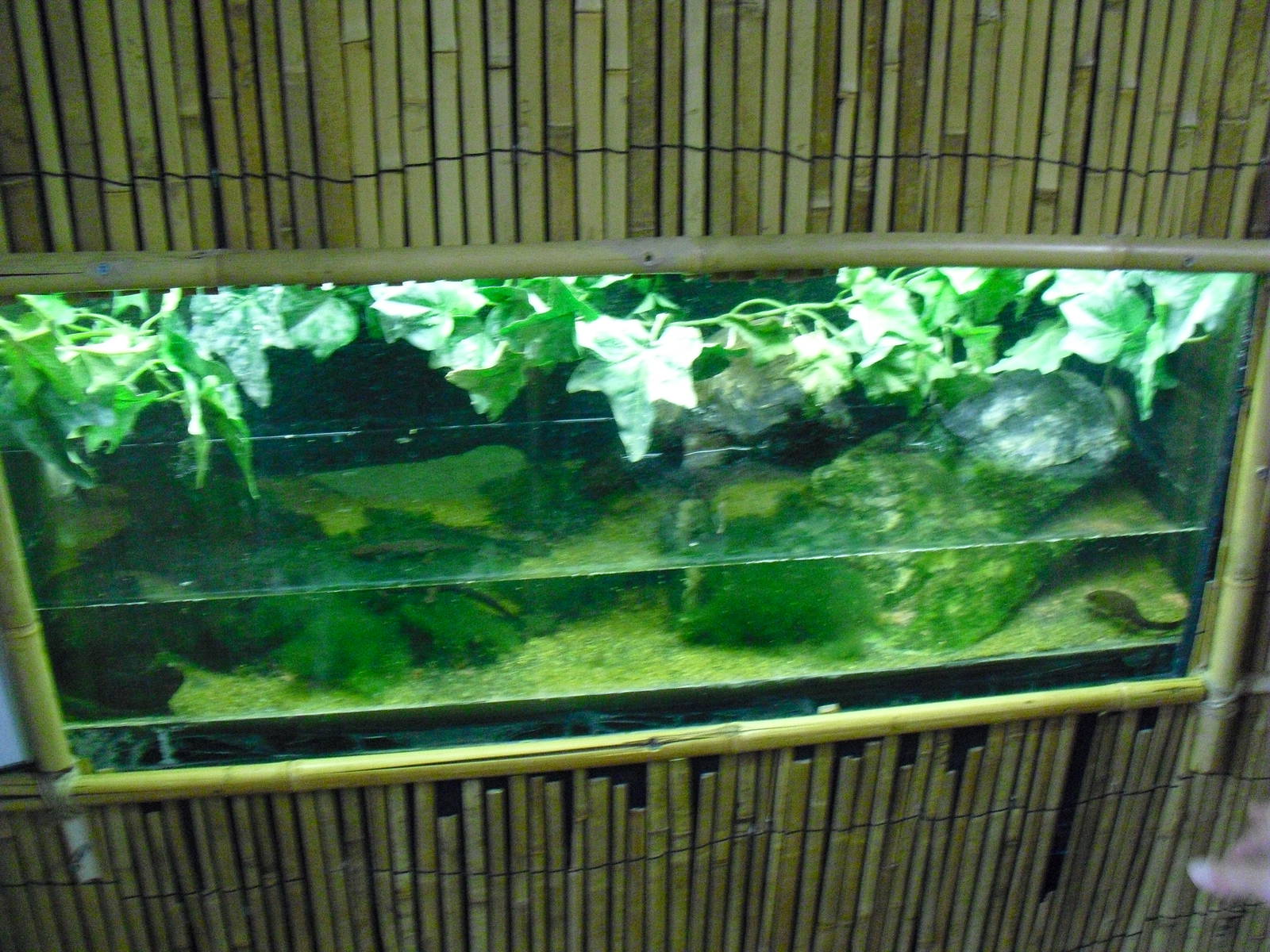 Japanese Fire-bellied Newt Tank - 27/10/2011