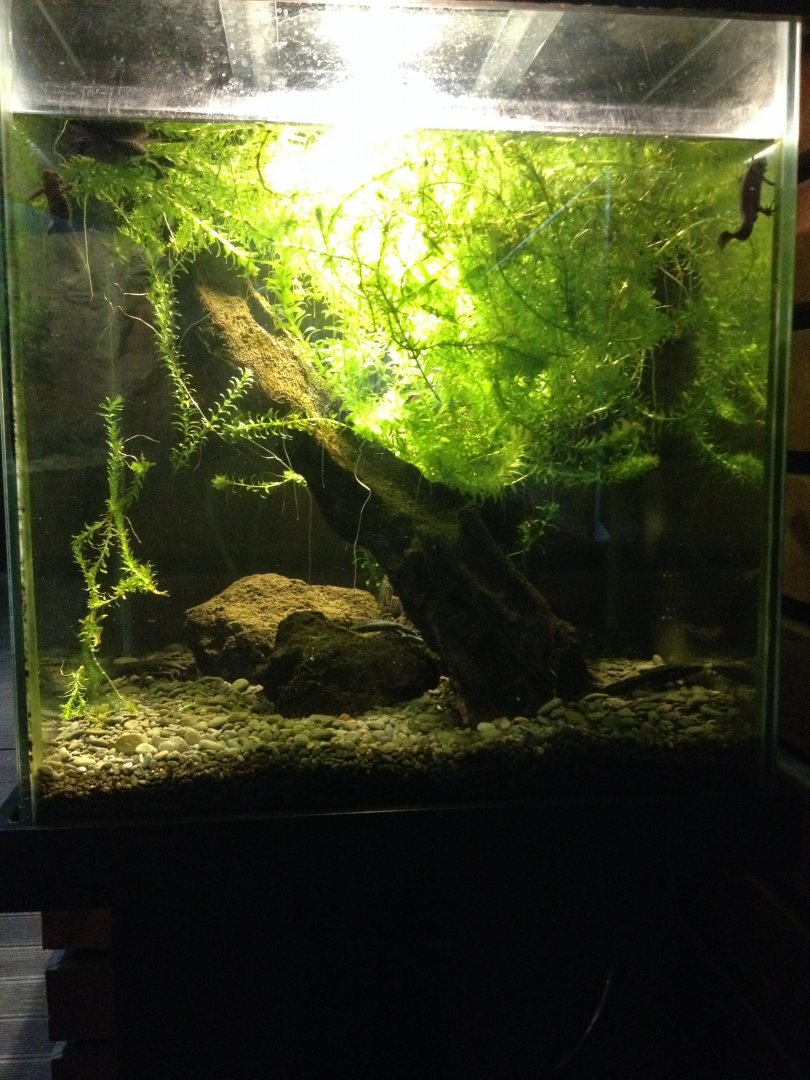 Japanese Fire-bellied Newt tank