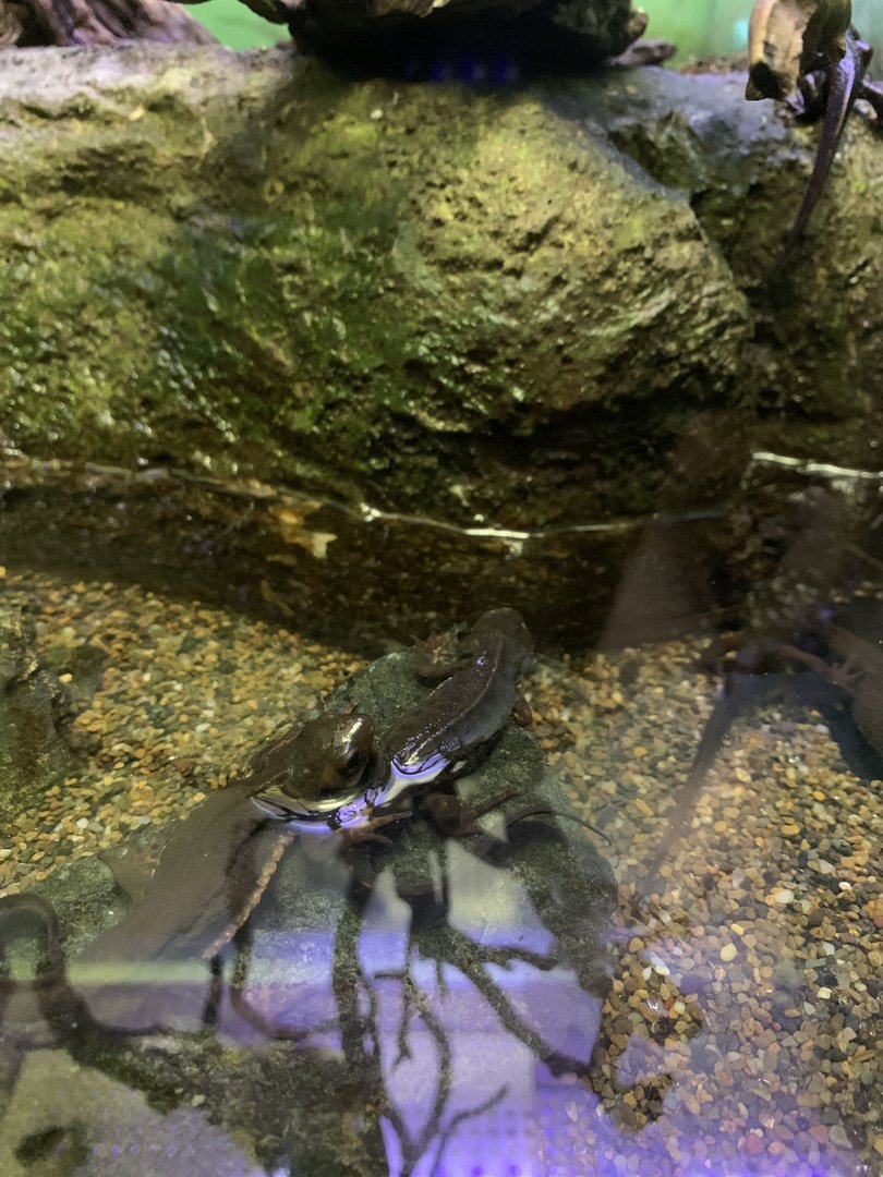 Japanese Fire-bellied Newt