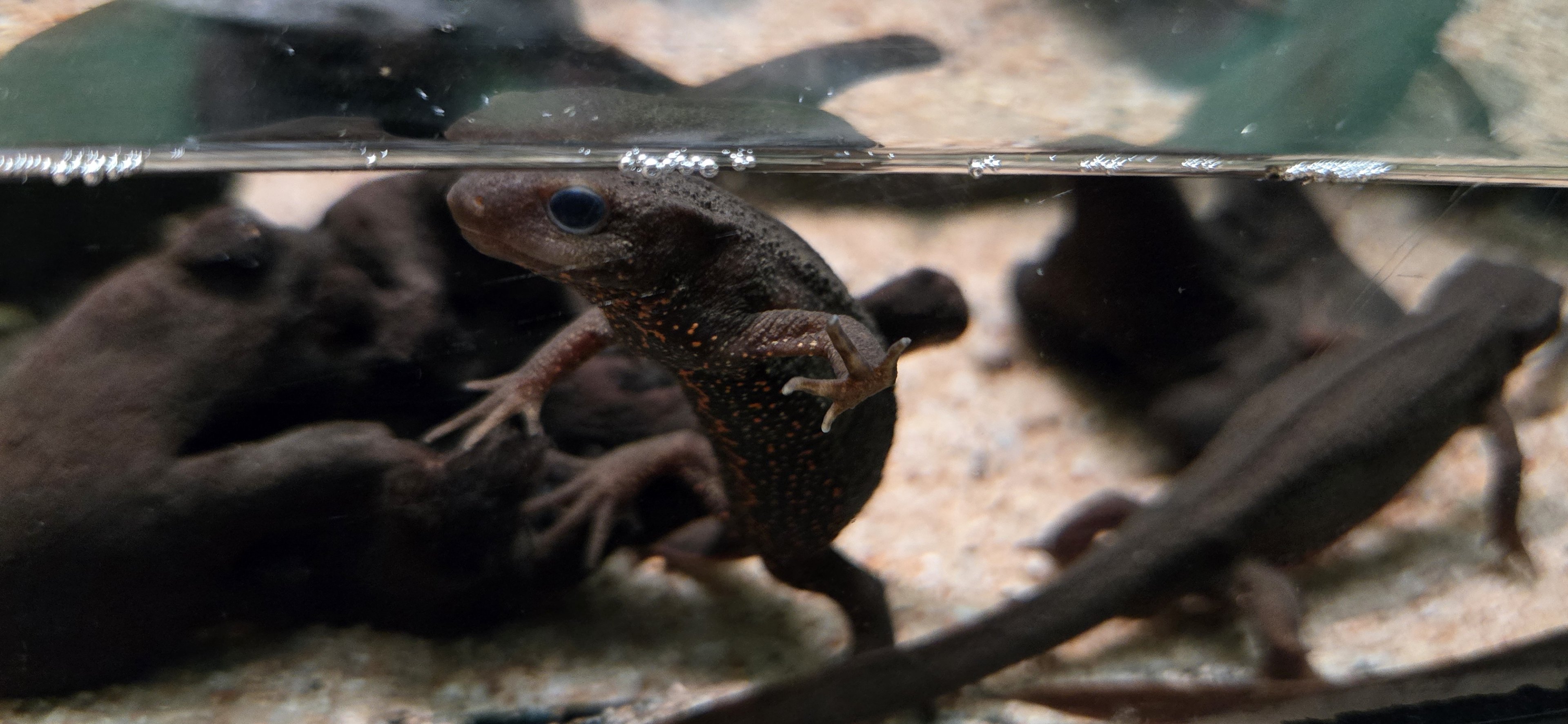 Japanese fire-bellied newt