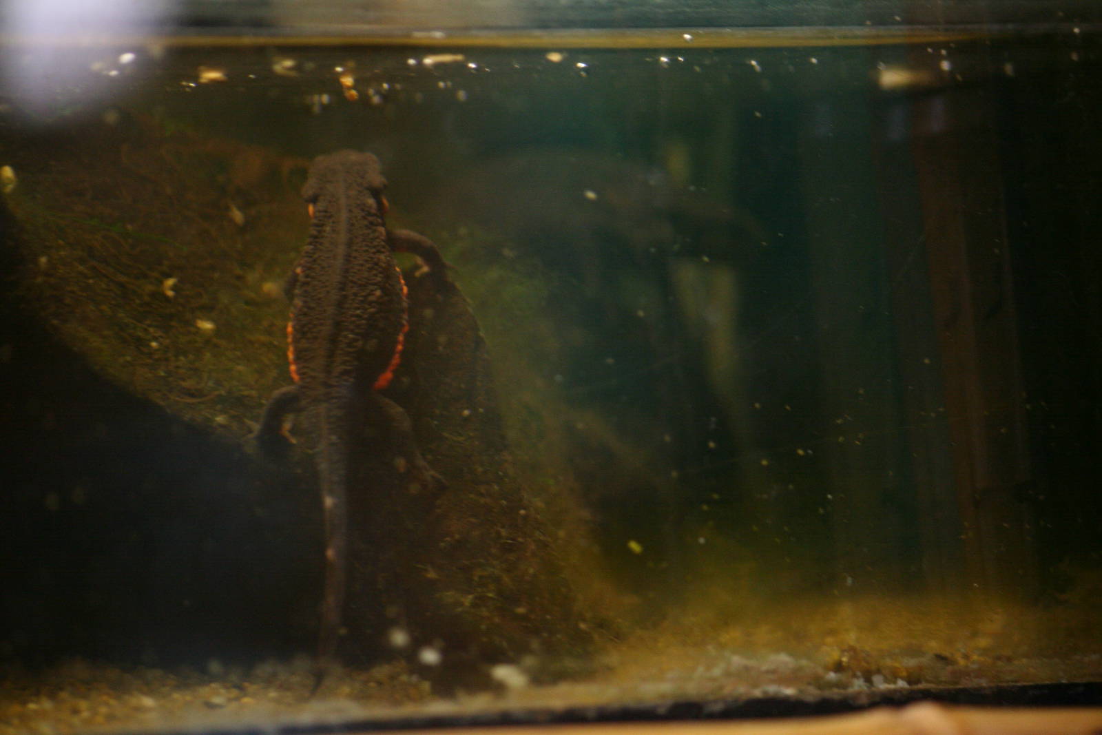 Japanese fire-bellied newts