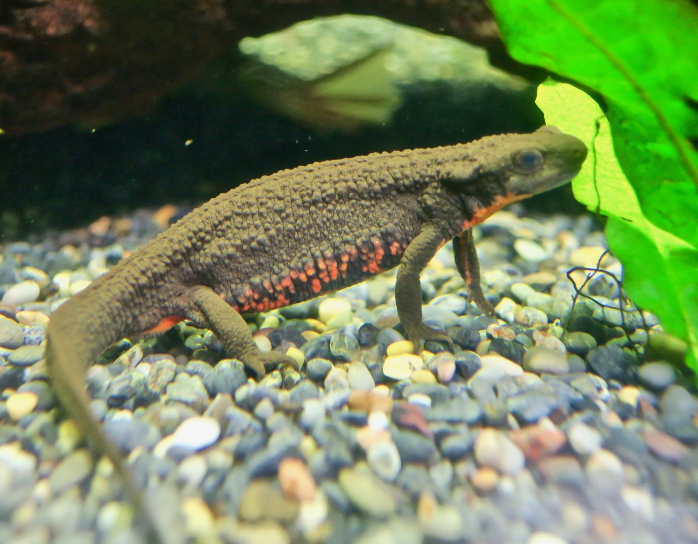 Japanese Fire Belly Newt (Cynops pyrrhogaster)