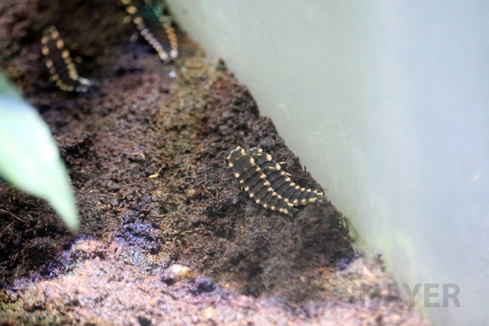 Japanese fireflly, October 2017