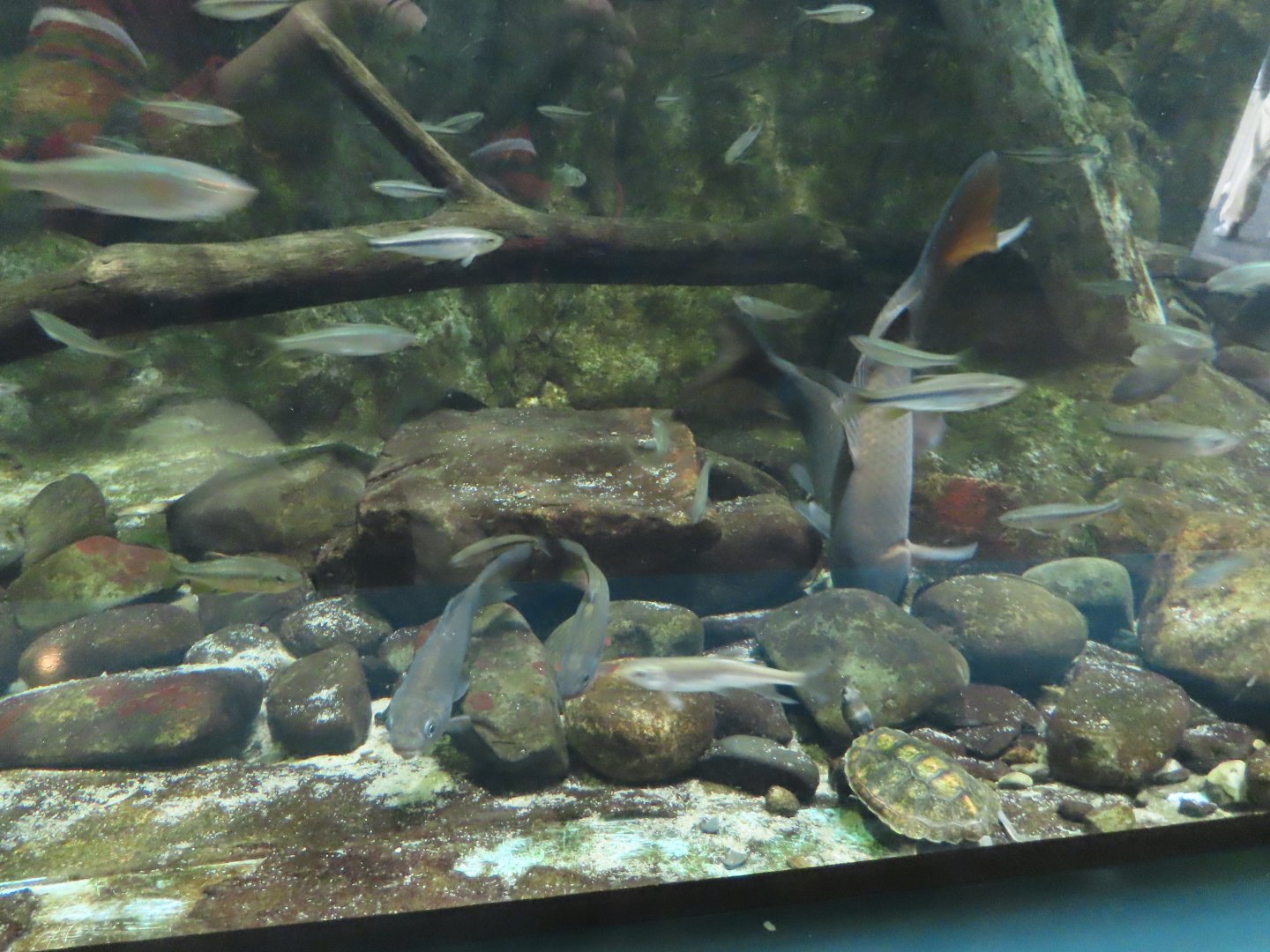 Japanese fishes with Japanese pond turtle