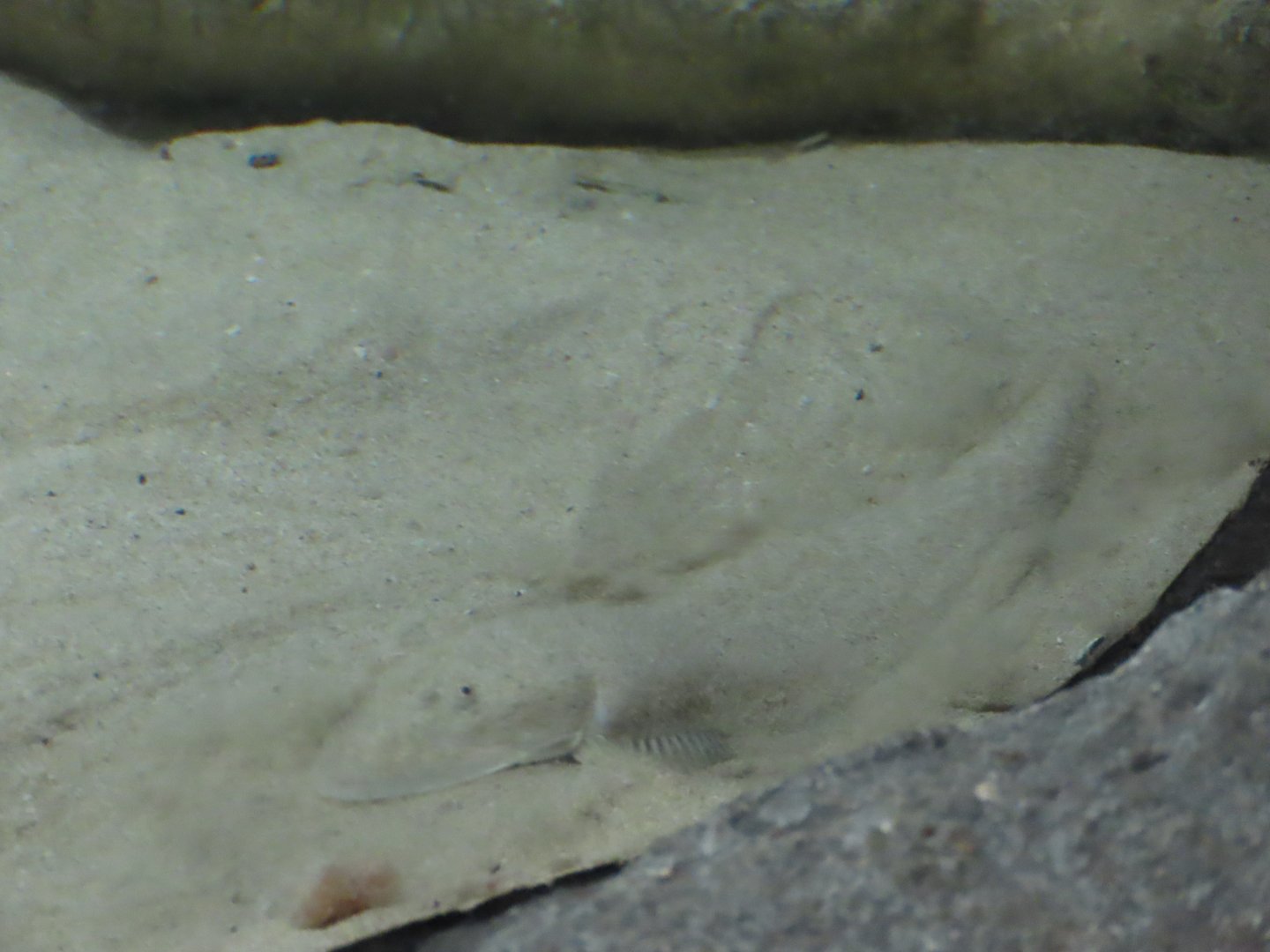 Japanese flathead (Inegocia japonica)