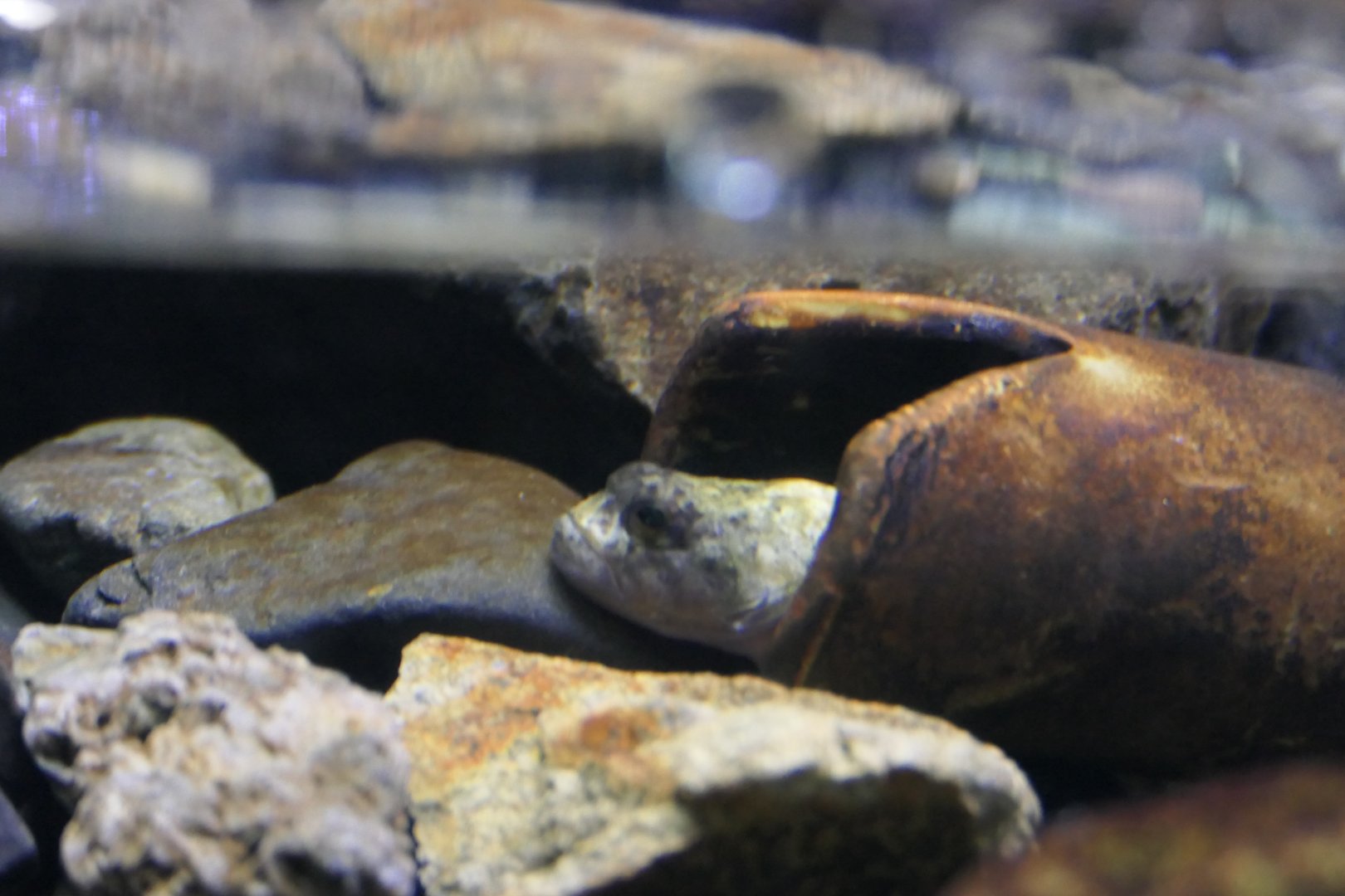 Japanese Fluvial Sculpin (Cottus pollux) - Lake Biwa Museum