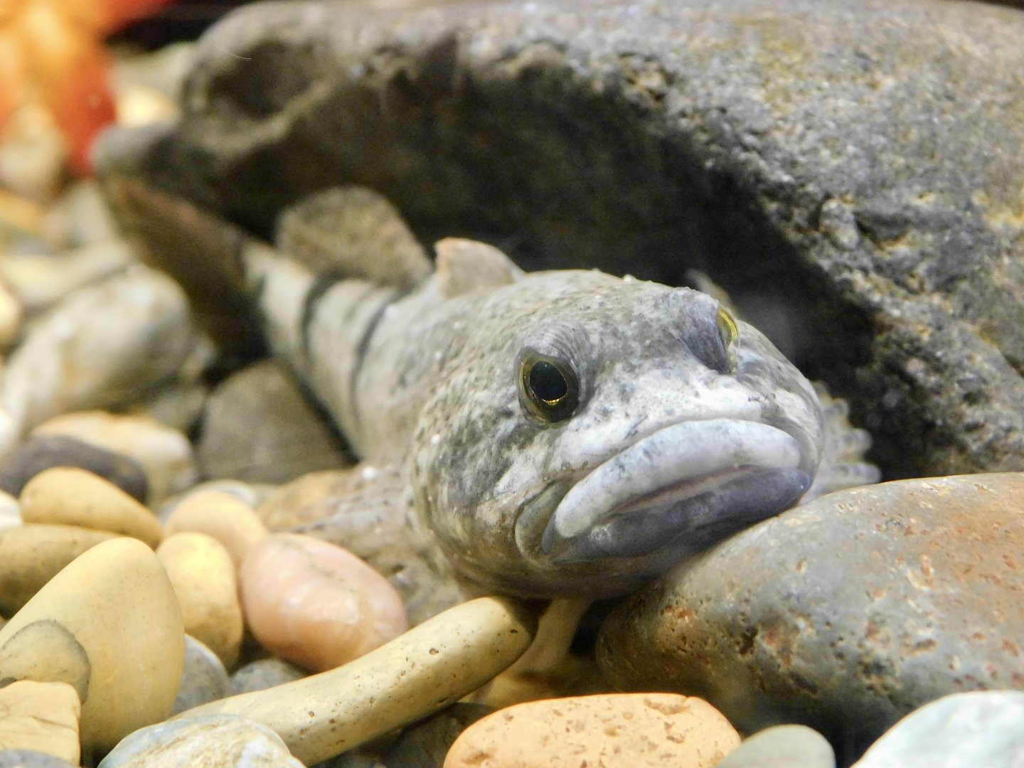 Japanese Fluvial Sculpin (Cottus pollux) October 26, 2025