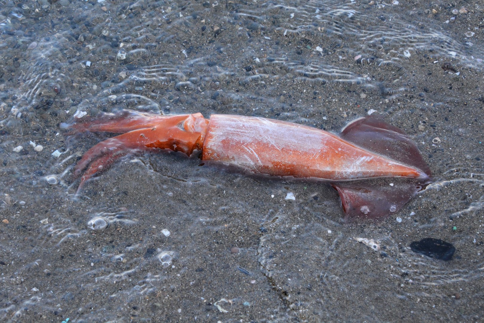 Japanese flying squid (Todarodes pacificus)