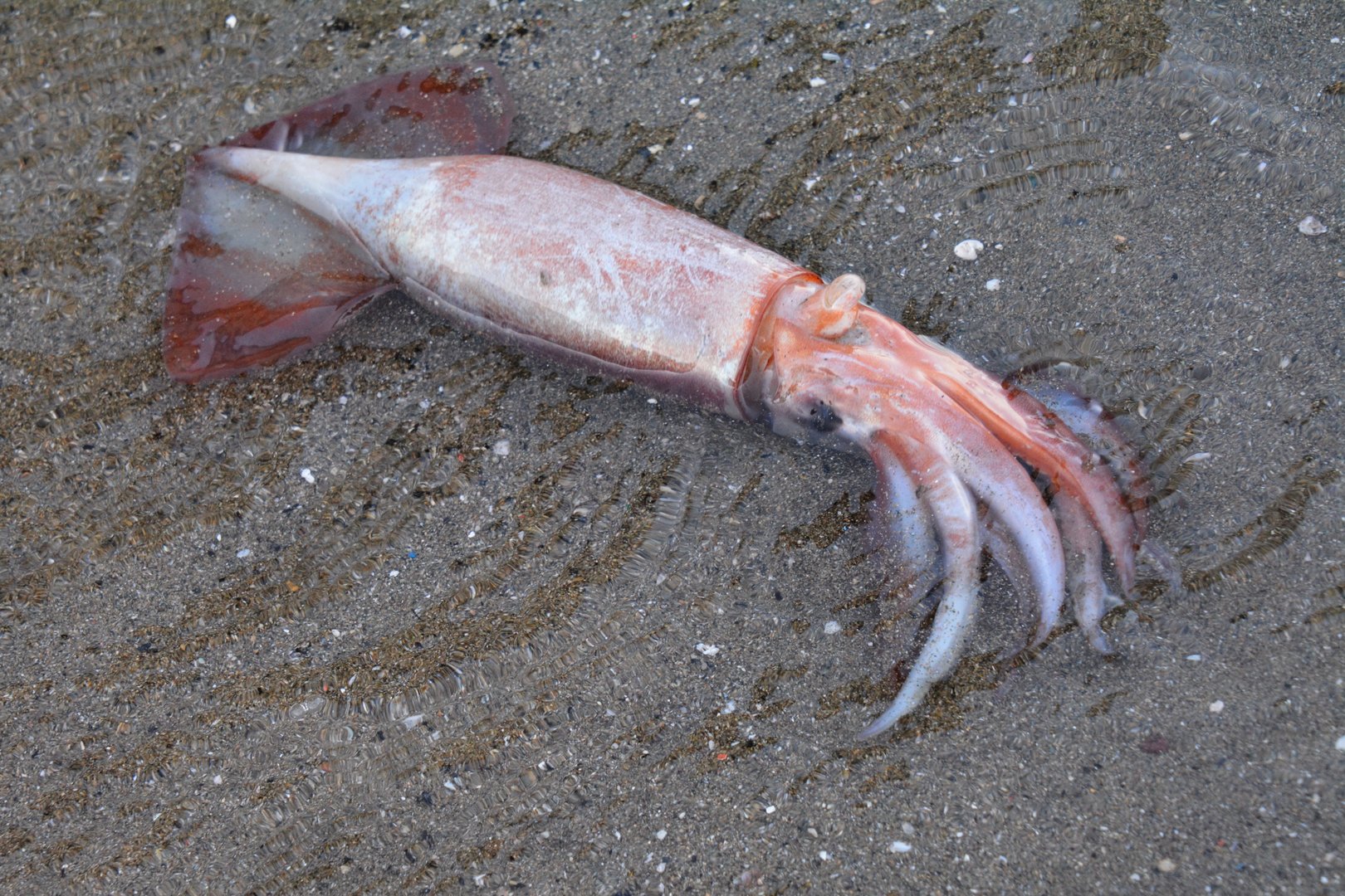 Japanese flying squid (Todarodes pacificus)