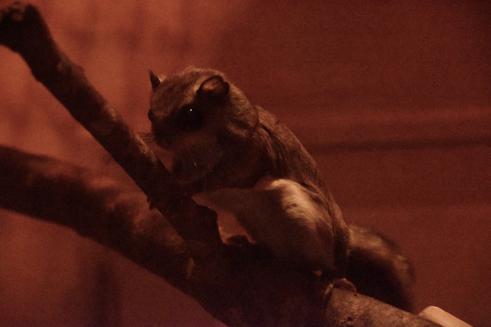 Japanese flying squirrel, Pteromys momonga