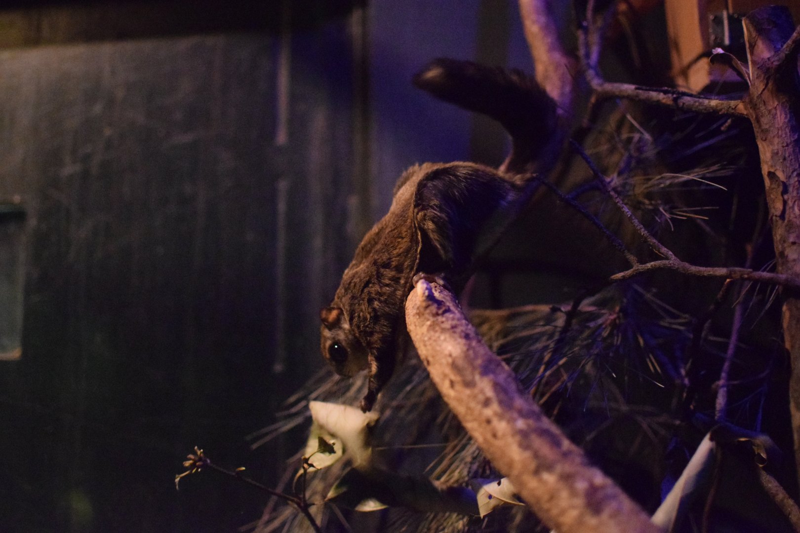 Japanese flying squirrel - Saitama Children's Zoo