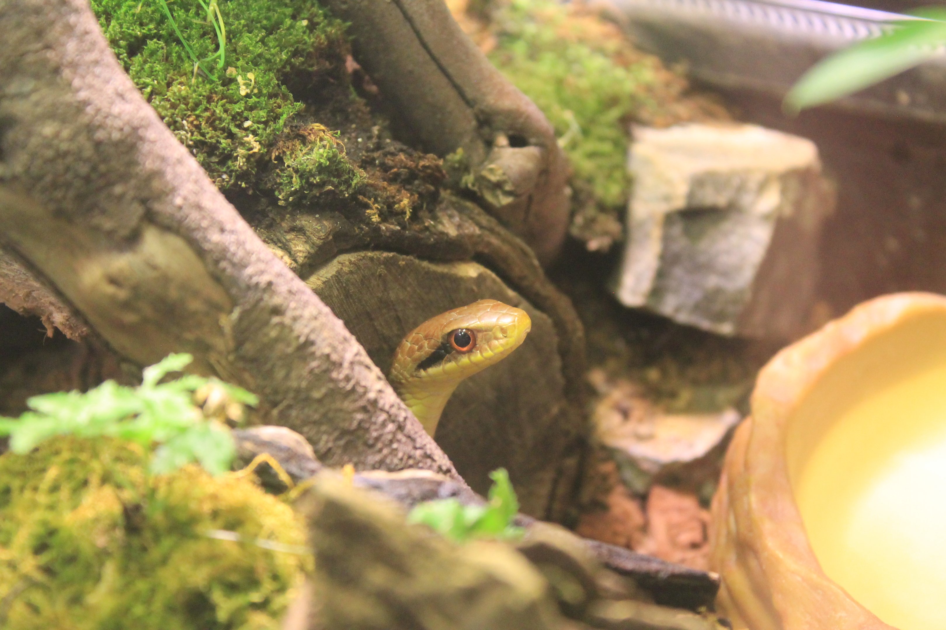 Japanese Four-lined Snake (Elaphe quadrivirgata)