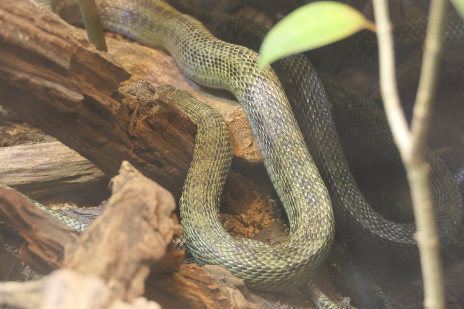 Japanese Four-lined Snake (Elaphe quadrivirgata)