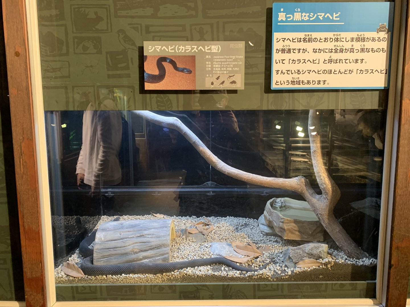 Japanese Four-lined Snake Exhibit