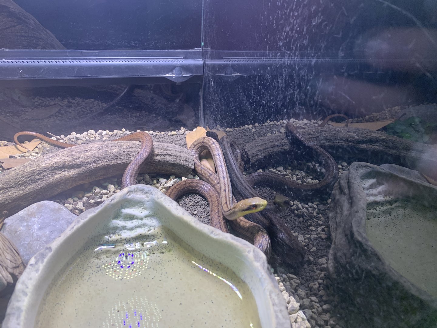 Japanese Four-lined Snake