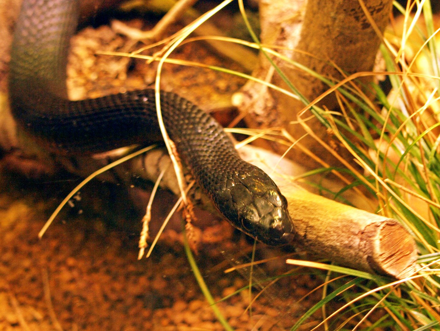 Japanese four-lined snake