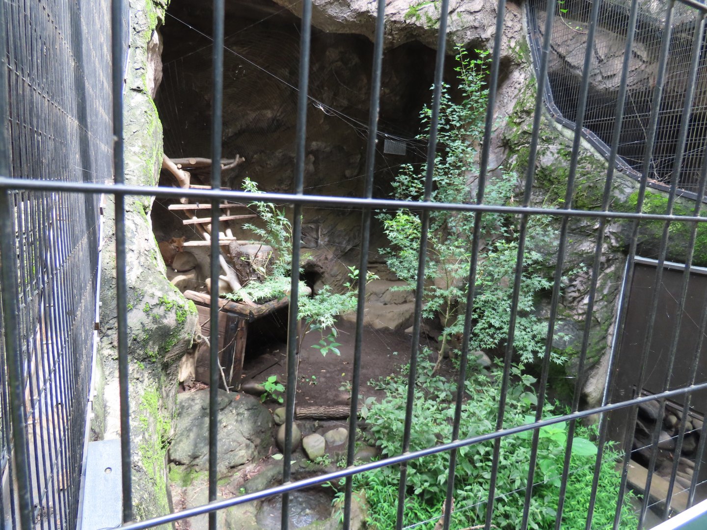 Japanese fox exhibit
